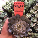 多肉植物 サブセシリス 抜き苗