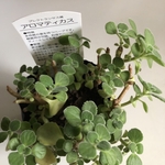 アロマティカス