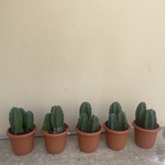 柱サボテン🌵サボテン🌵