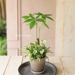 【観葉植物】パキラのプランツギャザリング