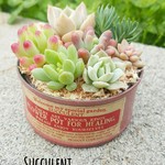 春色リメイク缶の多肉植物寄せ植え♪《アンティークピンク》