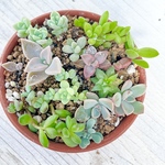 ベビー盛り合わせ♡ほとんど根付き♡＊多肉植物＊抜き苗