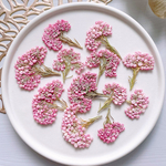 【押し花素材】ライスフラワー　　pressed flowers