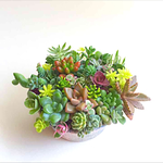    ❤️lovelyちっちゃな 多肉   リメイクカップ寄せ植え❤️ 多肉植物