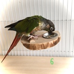 とりさんの　まったりステージ⑥