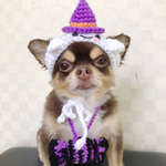 犬用＆猫用 お化け帽子👻👅💞 ＆猫耳ぺろぺろキャンディポシェット  ハロウィン コスプレ