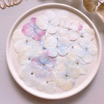 【押し花素材】秋紫陽花　シャボン玉色　　pressed flowers