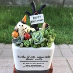 ★送料無料★♡そのまま飾れる♡陶器鉢♬ハロウィンの多肉植物寄せ植え╰(*´︶`*)╯♡