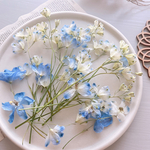  【ドライフラワー】茎付きデルフィニウム　蕾