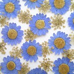 押し花セット＜ラベンダーブルー＆ゴールド＞