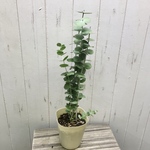 希少♡  ユーカリ 銀世界    pulverulenta 'Baby Blue'  4号