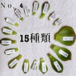 多肉植物 葉挿し 韓国苗 高級苗 エケベリア 15種類 17枚 Ｎｏ．4 名前入り
