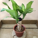 観葉植物　ドラセナ　マッサンゲアナ