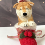 クリスマスブーツ🎄に入った、ヒコーキ耳の柴犬ちゃん🐕(羊毛フェルト)