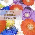 ガーベラ おまかせ6枚