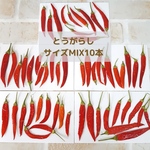 とうがらしの押し花(10枚入り)
