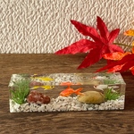 【9/17 21 時〜販売予定】水槽金魚〜細長水槽ミニ(お写真のものをお届けします)