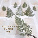 タバリアファンの押し花