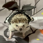 こうもりハリメイドコスチューム ハロウィン仮装 【送料無料】
