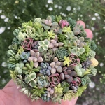 オーダーお受けします 多肉植物寄せ植え そのまま飾れる ちま寄せ