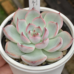 2d0gz11day様 追加同梱購入分！★ブルーベリームーン 多肉植物 自家栽培 国産