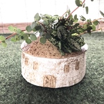 小さな植木鉢（屋上庭園　R4H21）