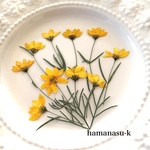 [ 押し花素材]  ハルシャギク　茎付き