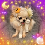 🎃ハロウィン限定✨ヘッドドレス✨小型犬猫用