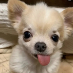 追加料金ページ