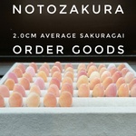 オーダー品【石川県産】幸せのさくら貝 2.0cm平均 