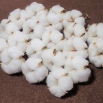 「 綿花 」 白綿 20個 ドライフラワー　今期収穫 乾燥中 ナチュラル クリスマス リース など ハンドメイドの素材 花材に　コットンフラワー