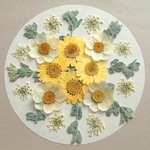 押し花セットC＜組み立てのお花・ノースポール・レースフラワー他＞
