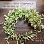清潔管理  ロングロングサイズのディスキディア　吊り鉢　ハンギング　観葉植物
