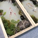【小さな箱庭】鯉たちの戯れ 