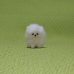おちびポメラニアン  パピー　ホワイト 羊毛フェルト