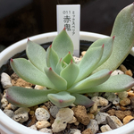 超レア品種！★赤鬼 多肉植物 自家栽培 国産