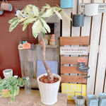 現品SALE♡レア【希少！斑入りパキラ】素敵な陶器鉢！♡お洒落グリーン観葉植物♪ミルキーウェイ