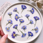 【押し花素材】孔雀アスター　ブルー　　pressed flowers