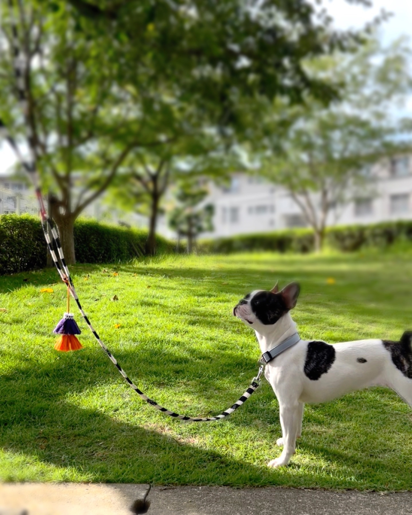 WAUDOG　QRパスポート付きナイロン製犬用首輪　リード　「マルチカラー」 WAUDOG QRパスポート付きナイロン製犬用首輪 リード 「マルチ