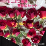 ai-kokoa５５８2様専用★ミニミニ薔薇（茎長め）50輪セット★ミニバラ ドライフラワー花材★ハンドメイド作品に