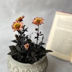 プチダリア　ハミングブロンズ　エターニティ♡小さなダリア　寄せ植え　花壇　