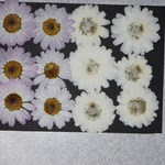 押し花商品【マーガレット】