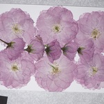押し花商品【八重桜】