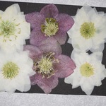 押し花商品【クリスマスローズ】