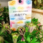 湘南リプル　ブルゴーニュ　秋ペチュニア 