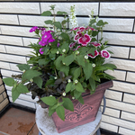 育てやすい秋の寄せ植え♪