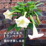 発送は10月末まで　エンジェルストランペット　根付き挿し木抜き苗　2本