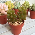 【OpenSale】ポット苗のフェイク多肉植物Ｆ