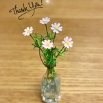🌸ミニチュアコスモス🌸