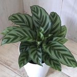 カラテア♡フレディ♡観葉植物♡インテリアグリーン♡鉢ごと♡
